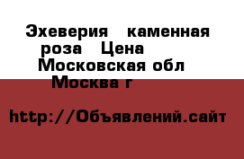 Эхеверия - каменная роза › Цена ­ 150 - Московская обл., Москва г.  »    